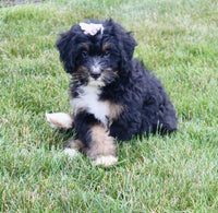 Mini Bernedoodle