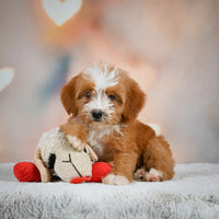 Mini Bernedoodle