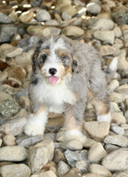 Mini Bernedoodle