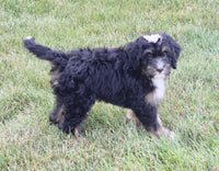 Mini Bernedoodle