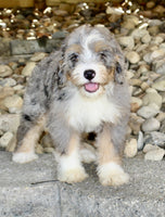 Mini Bernedoodle