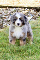 Mini Bernedoodle