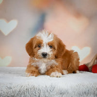 Mini Bernedoodle