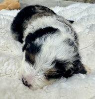 Mini Bernedoodle