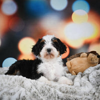 Mini Bernedoodle