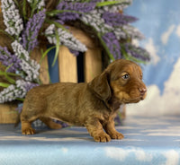 Mini Dachshund