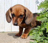 Mini Dachshund
