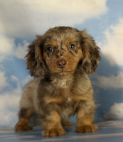 Mini Dachshund