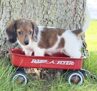 Mini Dachshund