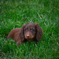 Mini Dachshund