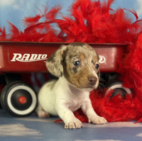 Mini Dachshund