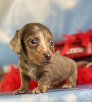 Mini Dachshund
