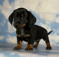 Mini Dachshund