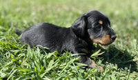 Mini Dachshund