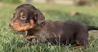 Mini Dachshund