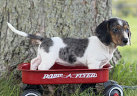 Mini Dachshund