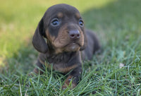 Mini Dachshund