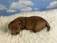 Mini Dachshund