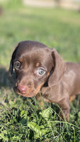 Mini Dachshund