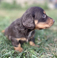 Mini Dachshund