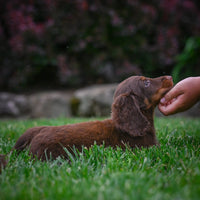 Mini Dachshund