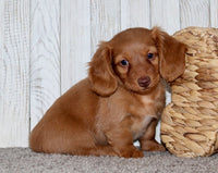 Mini Dachshund