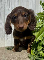 Mini Dachshund