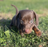 Mini Dachshund