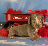 Mini Dachshund