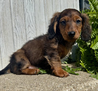 Mini Dachshund