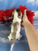 Mini Dachshund