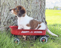 Mini Dachshund