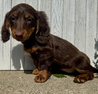 Mini Dachshund