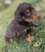 Mini Dachshund