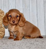 Mini Dachshund