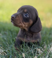 Mini Dachshund