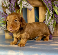 Mini Dachshund