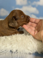 Mini Dachshund
