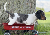 Mini Dachshund