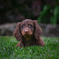 Mini Dachshund