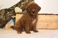 Mini Goldendoodle