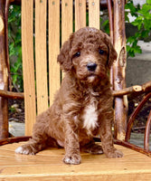 Mini Goldendoodle