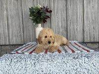 Mini Goldendoodle