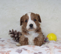 Mini F1B Goldendoodle