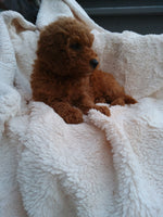 Mini Goldendoodle