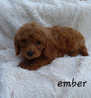 Mini Goldendoodle