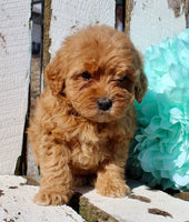 Mini Goldendoodle