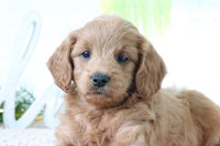 Mini Goldendoodle