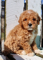 Mini Goldendoodle