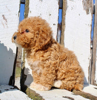 Mini Goldendoodle